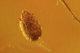 Detailed Fossil Fly (Diptera) In Baltic Amber #59392-1